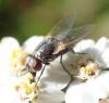 Musca vitripennis